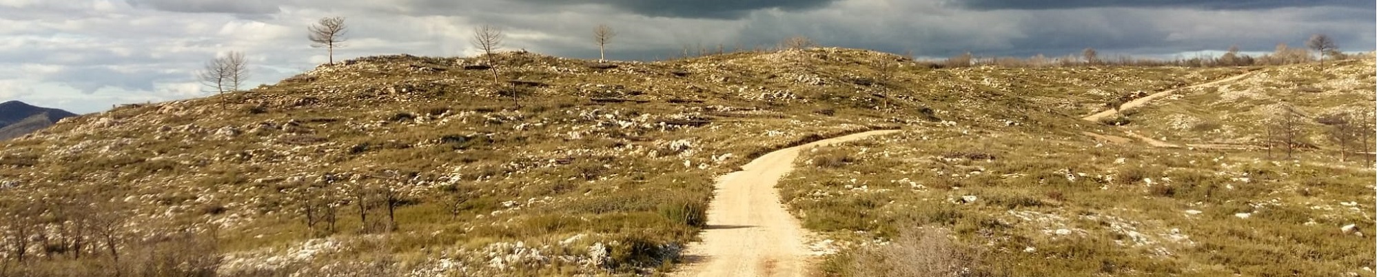 Los matorrales y pinares se quemaron más que otros tipos de vegetación en 2025, según el estudio. / Pixabay